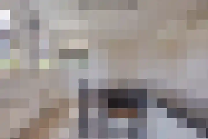Schapenhei 4 Best thumbnail 22