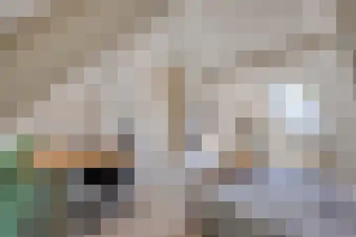 Schapenhei 4 Best thumbnail 37