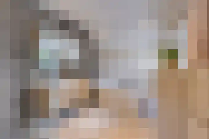 Schapenhei 4 Best thumbnail 38