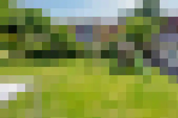 Schapenhei 4 Best thumbnail 45
