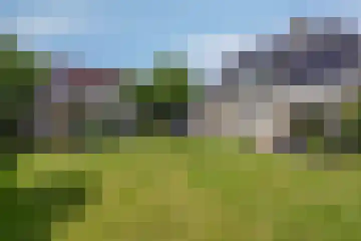 Schapenhei 4 Best thumbnail 60