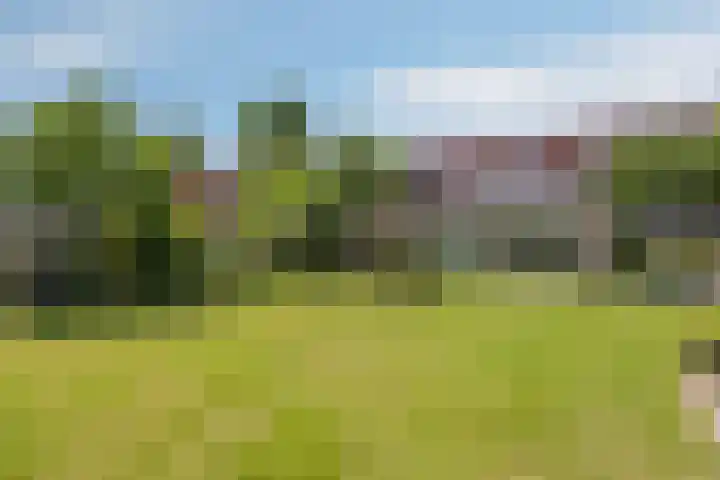 Schapenhei 4 Best thumbnail 61