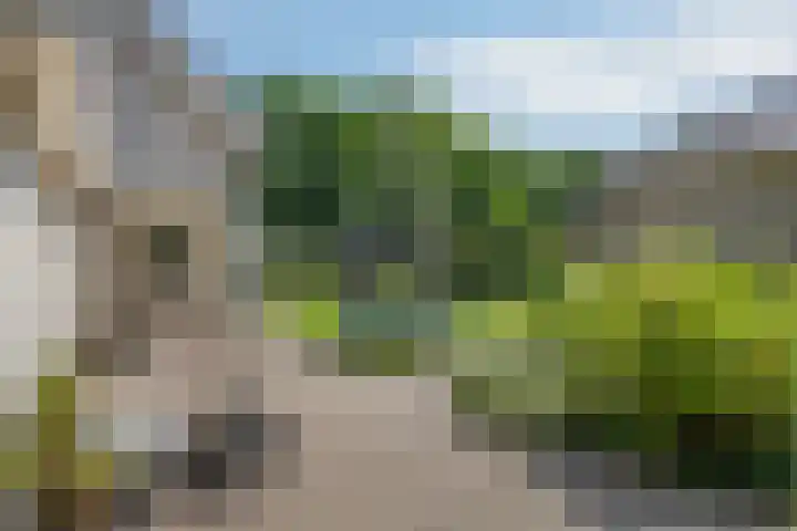 Schapenhei 4 Best thumbnail 62