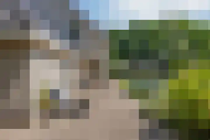 Schapenhei 4 Best thumbnail 63
