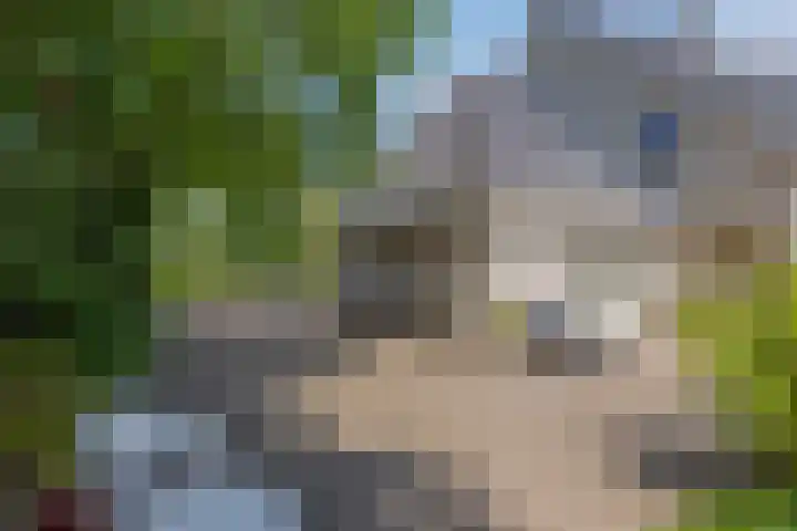 Schapenhei 4 Best thumbnail 64