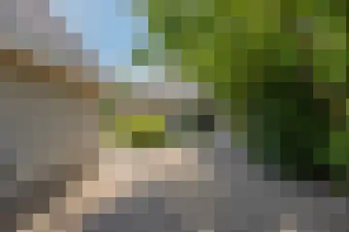 Schapenhei 4 Best thumbnail 65