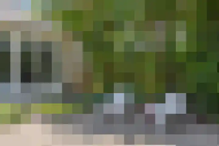 Schapenhei 4 Best thumbnail 66