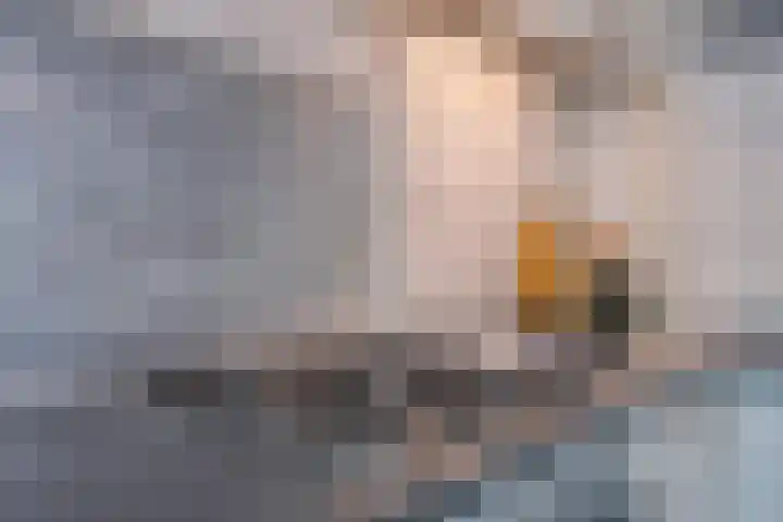Schapenhei 4 Best thumbnail 78