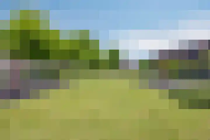 Schapenhei 4 Best thumbnail 84