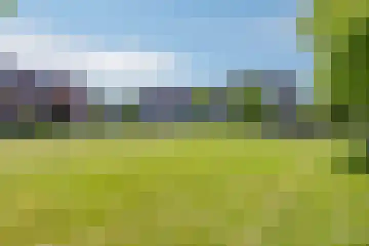 Schapenhei 4 Best thumbnail 86