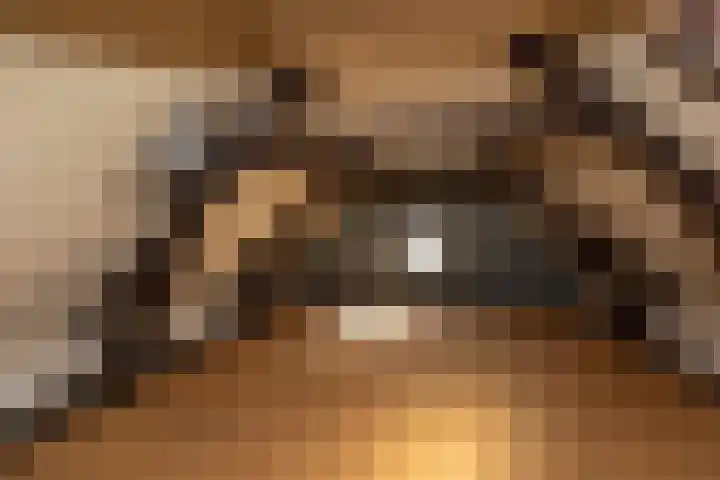 Schapenkamp 250 Hilversum thumbnail 14