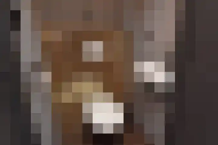 Schapenlaan 70 Den Haag thumbnail 7