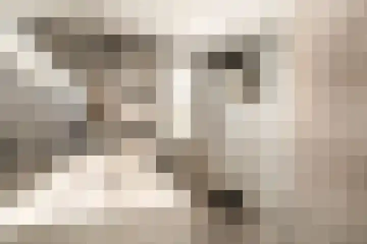 Schapenland 20 Velserbroek thumbnail 37