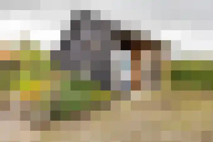 Schapenweg 14 Nietap thumbnail 30