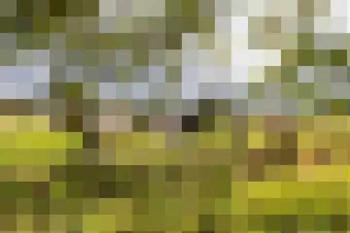 Schapenweg 14 Nietap thumbnail 35