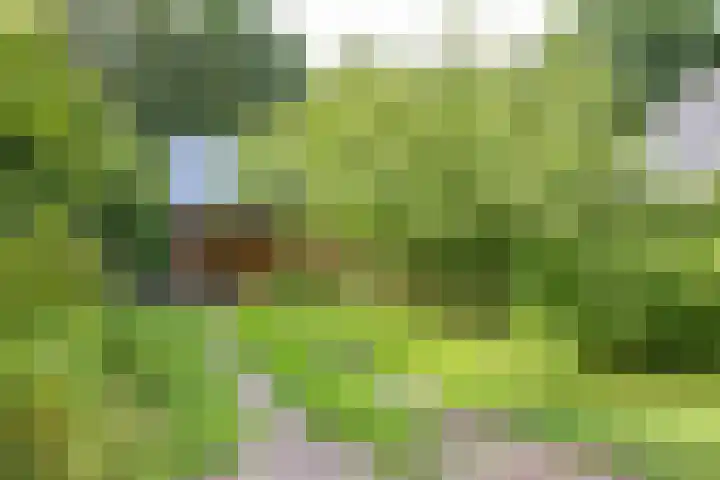 Schapenweg 16 Nietap thumbnail 38