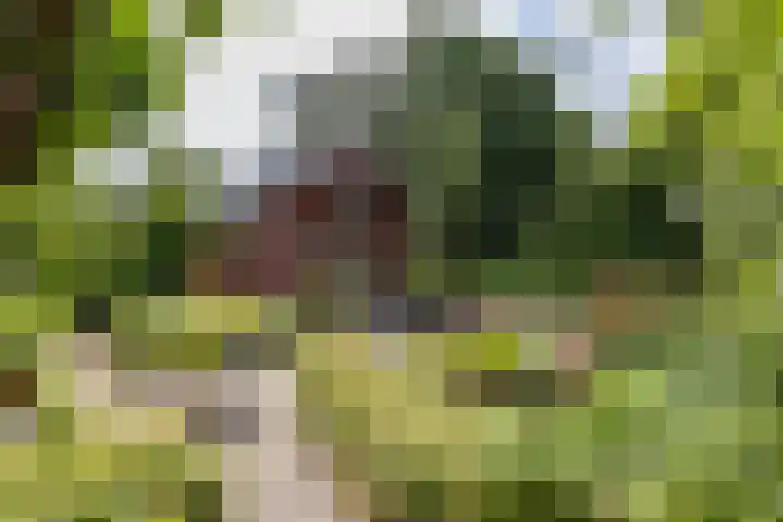Schapenweg 16 Nietap thumbnail 52