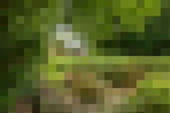 Schapenweg 16 Nietap thumbnail 61