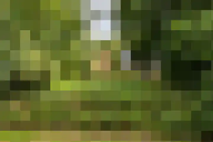 Schapenweg 16 Nietap thumbnail 62