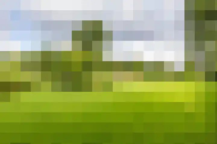 Schapenweg 16 Nietap thumbnail 64