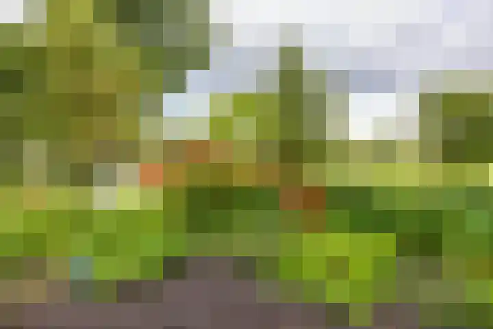 Schapenweg 16 Nietap thumbnail 66