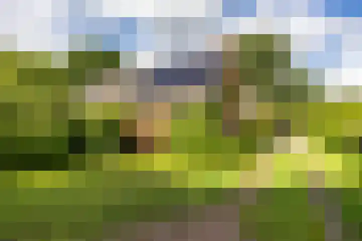 Schapenweg 16 Nietap thumbnail 9