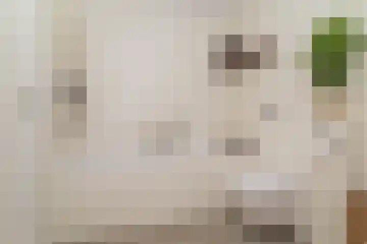 Schapenweide 1 Leiderdorp thumbnail 51