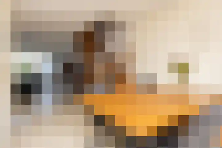 Schapenweide 12 Zwaag thumbnail 12