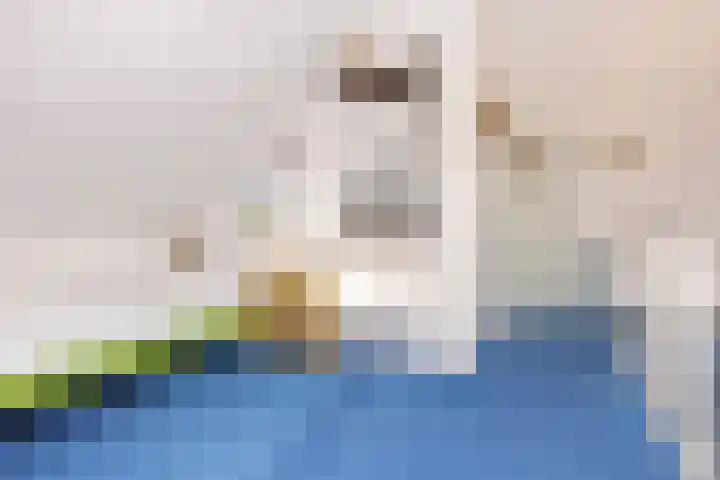 Schapenweide 12 Zwaag thumbnail 30