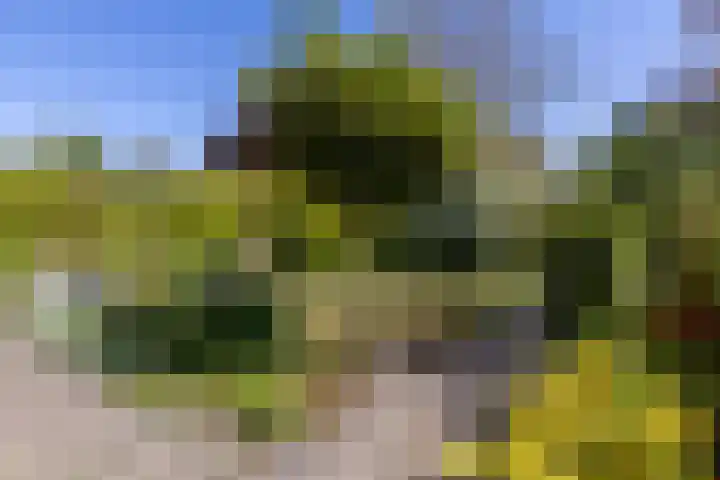 Schapenweide 12 Zwaag thumbnail 37
