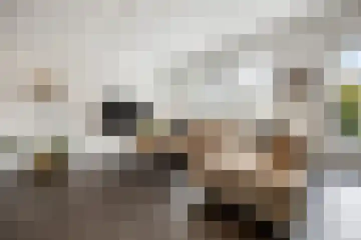 Schapenweide 157 Duiven thumbnail 5