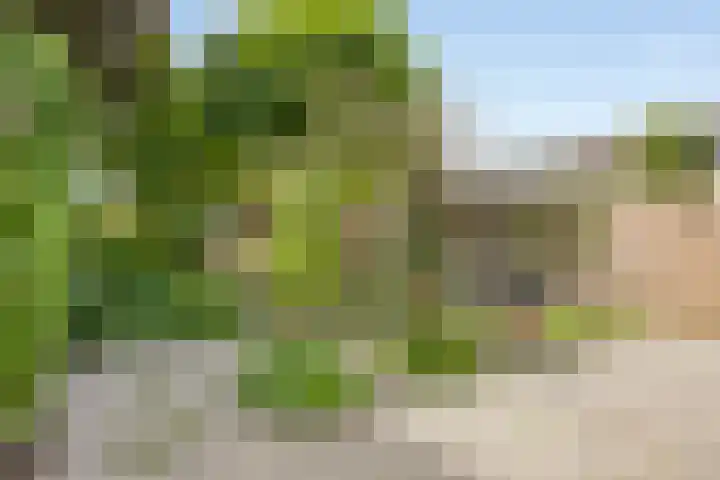 Schapenweide 174 Duiven thumbnail 42
