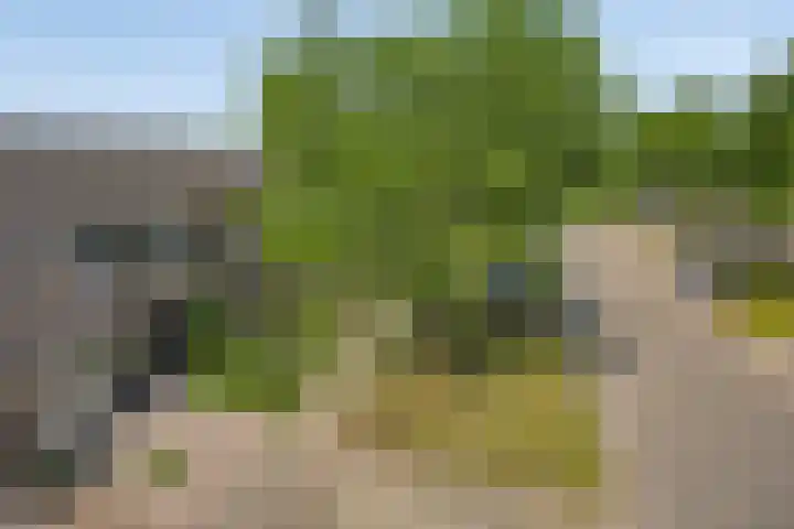 Schapenweide 174 Duiven thumbnail 57