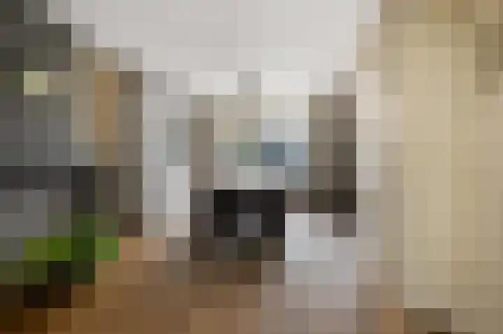 Schapenweijdt 3 Heiloo thumbnail 4