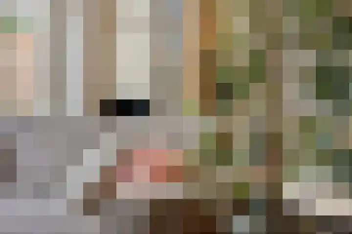 Scharlakenbes 9 Leiden thumbnail 10