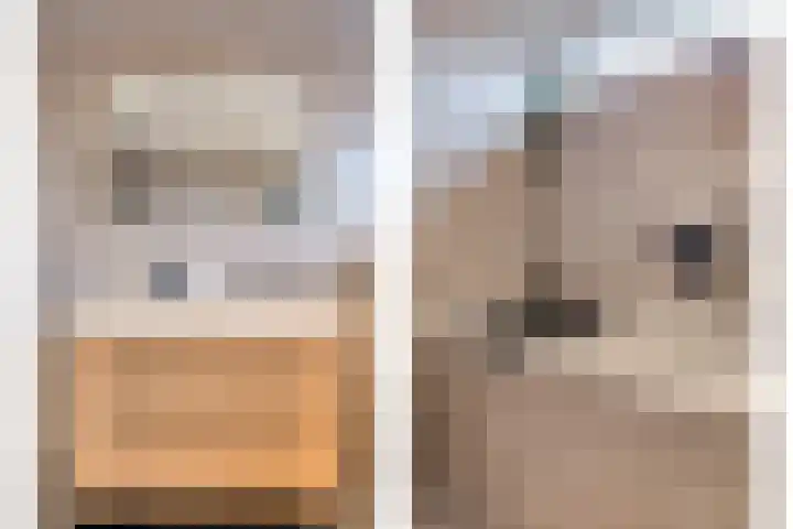 Scharlakenbes 9 Leiden thumbnail 17