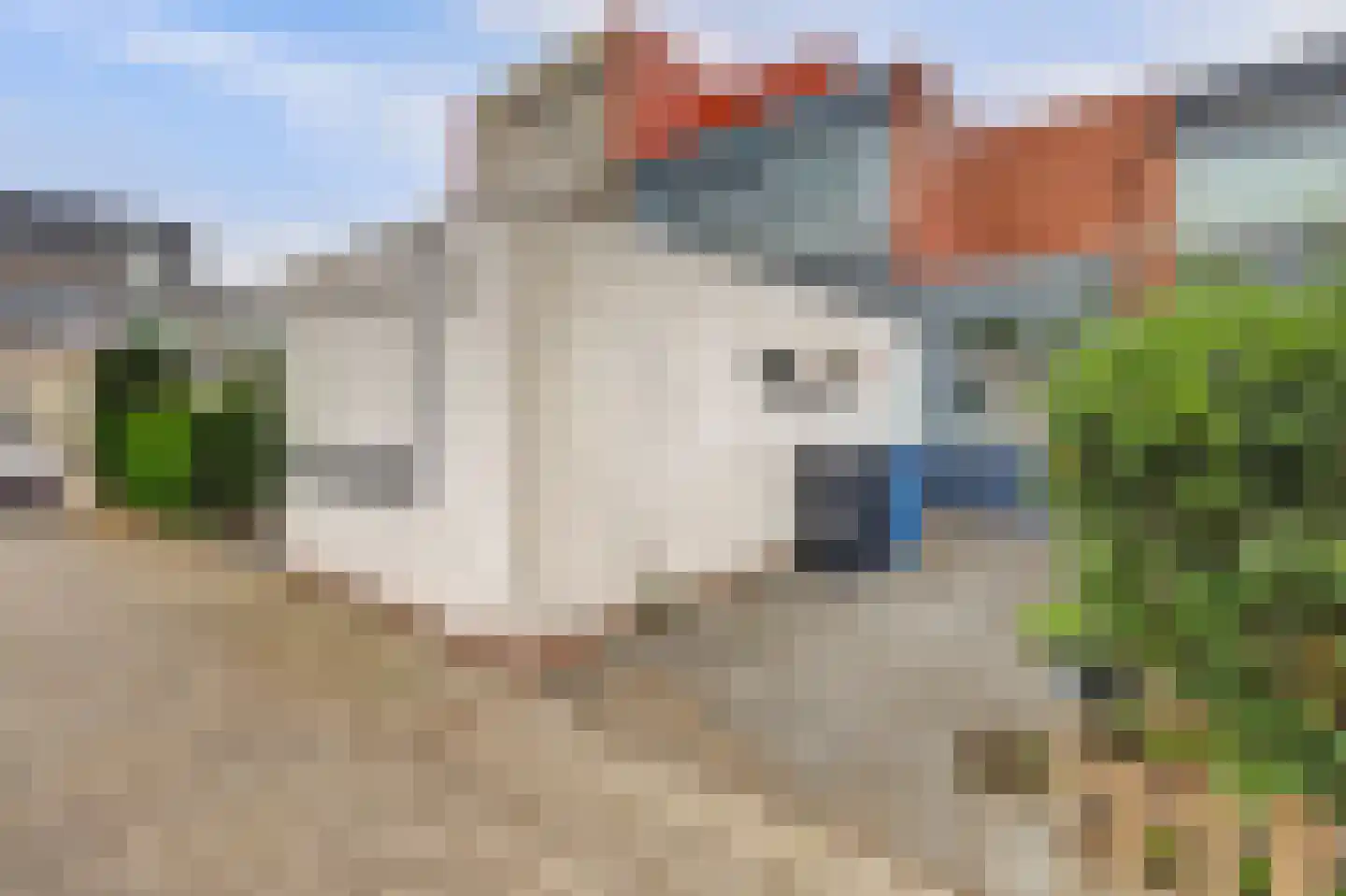Scharlakendoorn 13 Rotterdam thumbnail 12