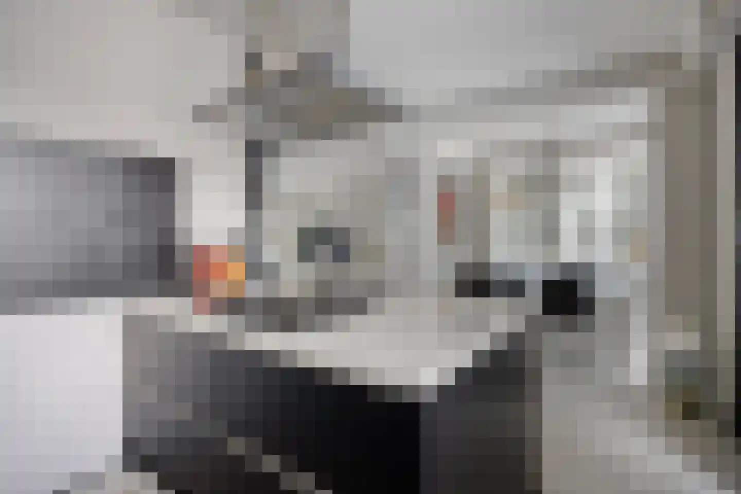 Scharlakendoorn 4 Rotterdam thumbnail 13