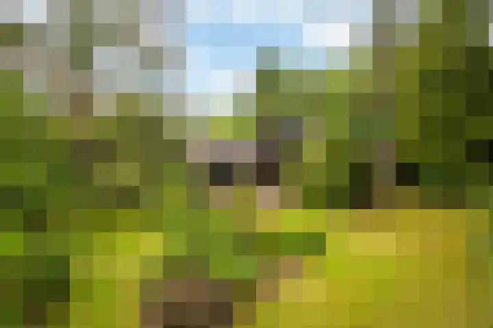Scharlakenlaan 20 Haren Gn thumbnail 31