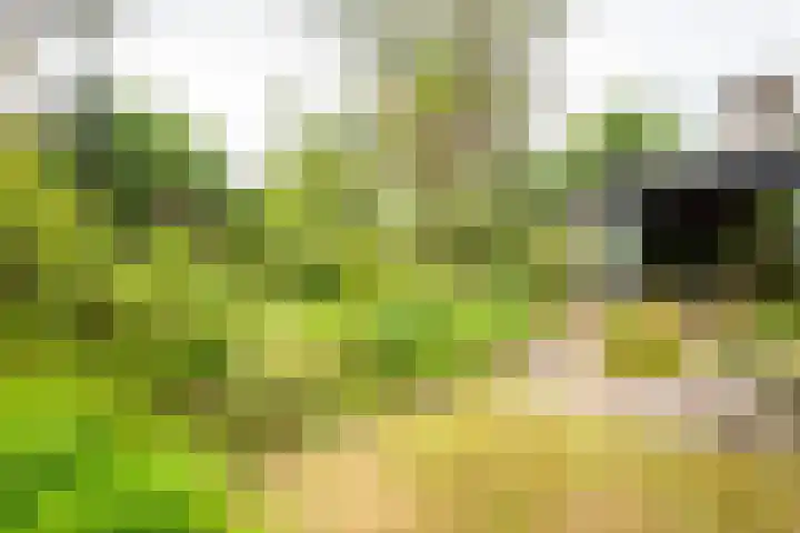 Scharlakenlaan 20 Haren Gn thumbnail 39