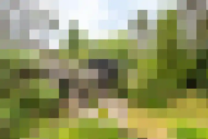 Scharlakenlaan 20 Haren Gn thumbnail 44