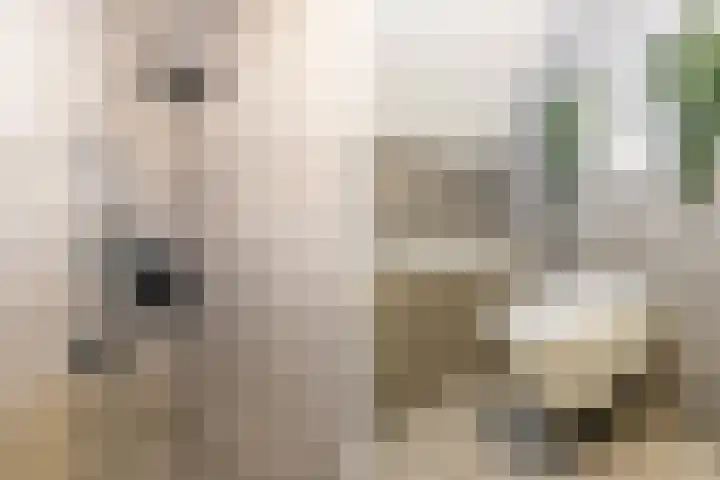 Schatkisthof 6 Schinveld thumbnail 42