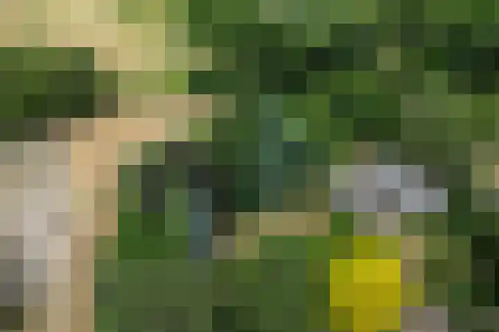 Schatkuilsestraat 4 Overasselt thumbnail 52