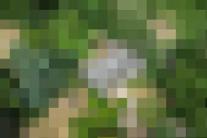 Schatkuilsestraat 4 Overasselt thumbnail 54