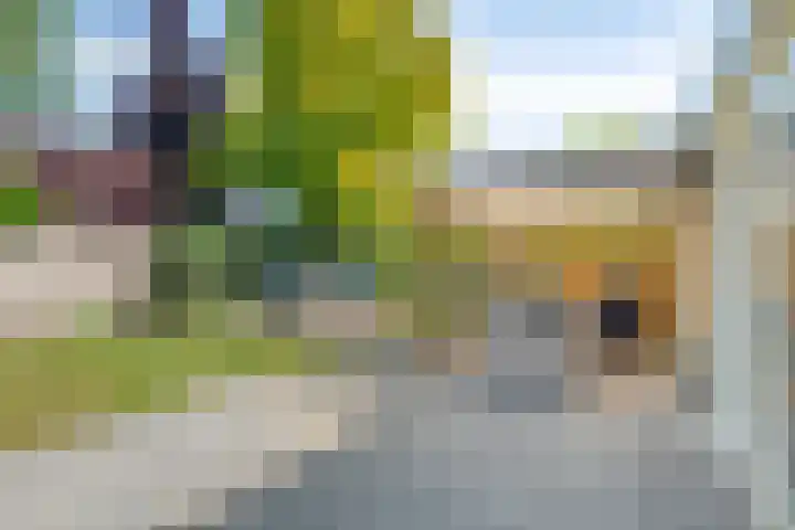 Schattersum 39 Schildwolde thumbnail 38