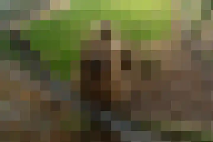 Schaweg 8 Mookhoek thumbnail 36