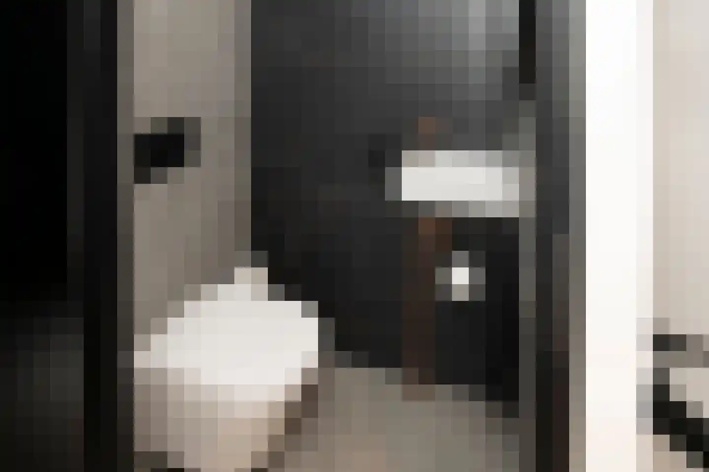 Scheefkelk 10 Duiven thumbnail 23