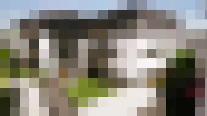 Scheefkelk 2 Duiven thumbnail 6