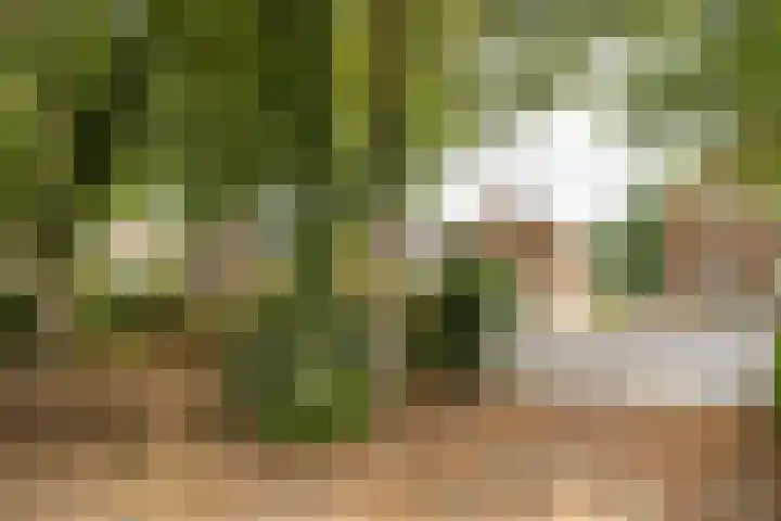 Scheen 20 Joure thumbnail 31