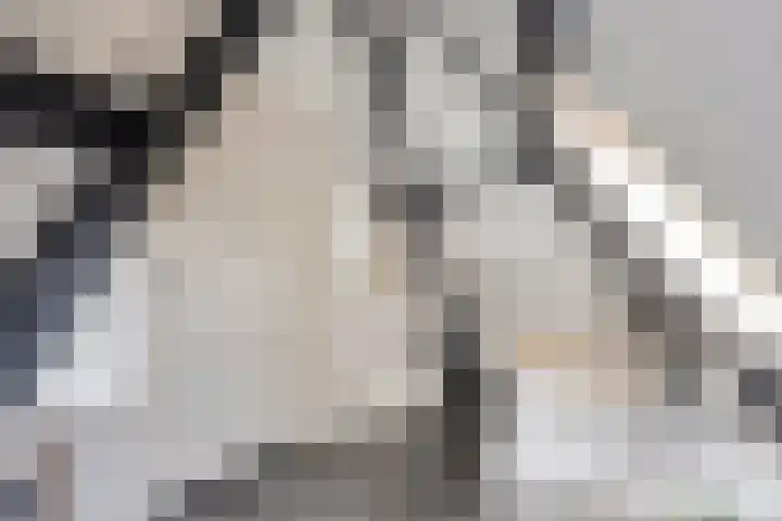 Scheepmakerssteeg 4 Leiden thumbnail 36